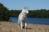 SIBERIAN HUSKY 540
